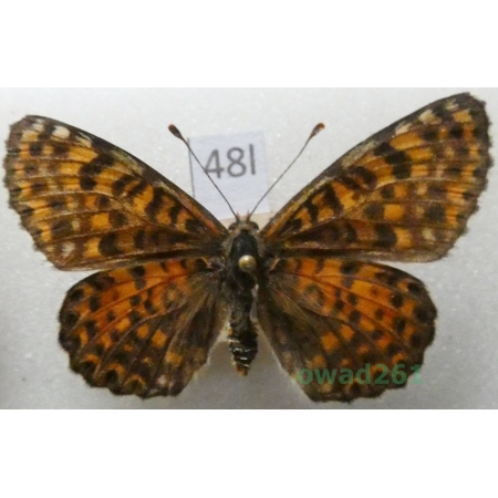 Melitaea didyma (Esper, 1778) female Czech48l
